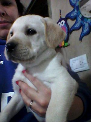 Vendo cachorros Labrador Retriver