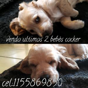 Vendo cocker spaniel