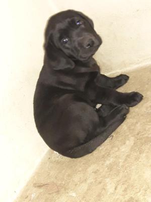 Vendo hembrita labrador negra ultima