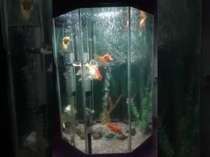 ACUARIO COMPLETO,LISTO PARA USAR