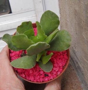 Adromischus maculatus maceta 8