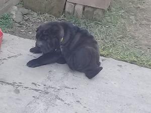 Cachorra sharpei lengua azul