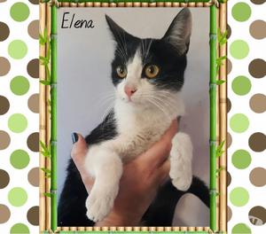 ELENA busca hogar