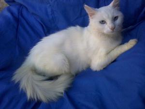 Gatitos angora turco 2m