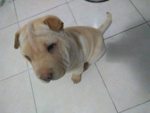 Shar pei nena