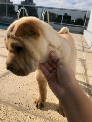 Shar pei cachorra nena