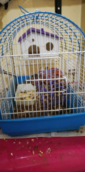 hamster con jaula