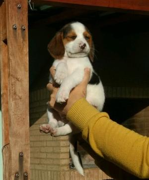 Cachorro Beagle tricolor macho.