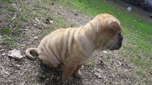 Cachorros shar pei