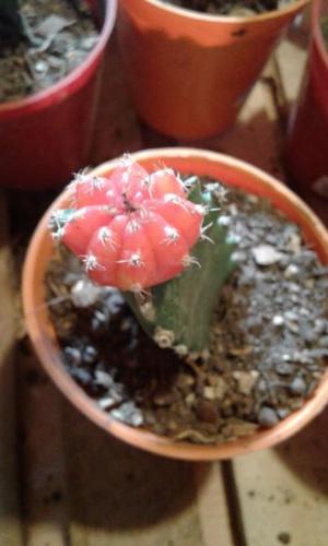 Cactus injertados de colores