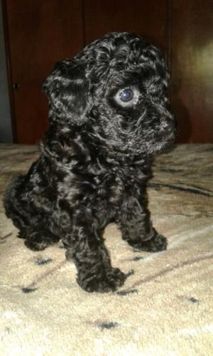 Caniche micro toy 50 dias