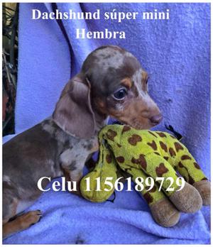 Dachshund mini arlequín chocolate Hembra