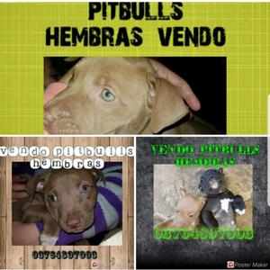 Pitbulls hembras disponibles