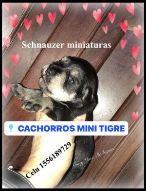 Schnauzer miniatura desde