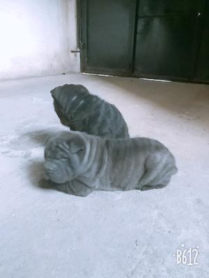 Shar pei negros FLORENCIO VARELA