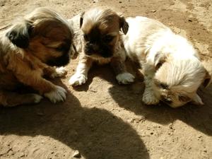 Vendo 3 hermosas perritas shiptsu