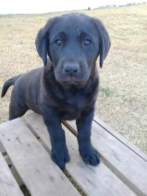 Vendo Labradora Retriever