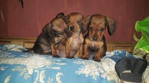 Vendo cachorros salchichas