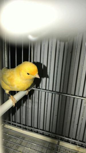 Vendo canarios machos cantando a amarillo