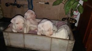 cachorro dogo argentino