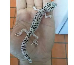 Geckos leopardos