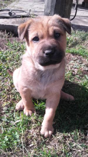 Cachorras cruza sharpei con mestiza