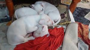 Excelentes Cachorras Bulterrier ** ultimas dos **