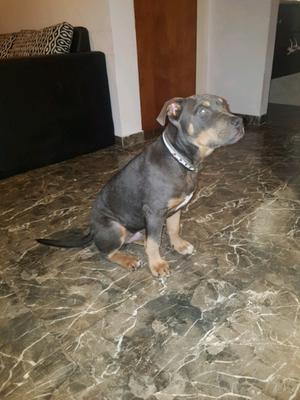 Exelente cachorro pit bull blue tricolor