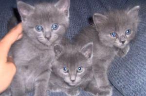 Gatitos azul ruzo pelo largo 50d