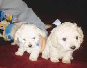 Vendo cachorros de bichon frise