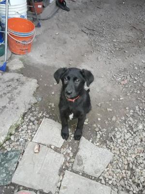 Vendo labradora negra 2 meses