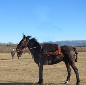 Caballos Mestizo Ideal para Paseo, Muy Manso