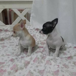 Cach. CHIHUAHUAS mini