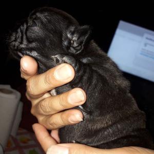 Cachorros bulldog frances