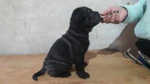 Cachorros shar pei