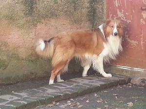 cachorritos collie rougth (lassie)