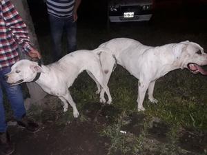 dogo argentino cachorros