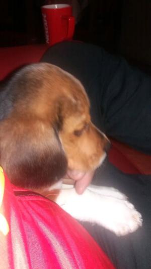Beagle cachorro tricolor 13pulgada