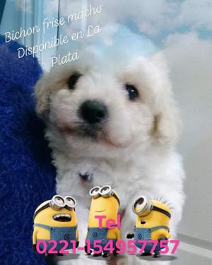 Bichon frise macho !!!!!!