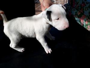 Bullterrier vendo perros