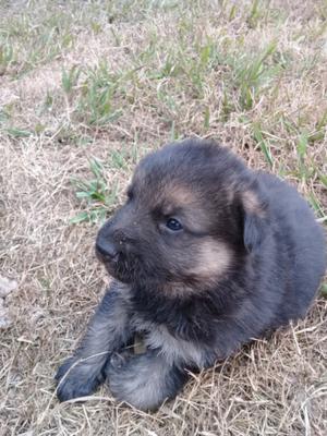 Cachorros ovejero alemán en Brandsen