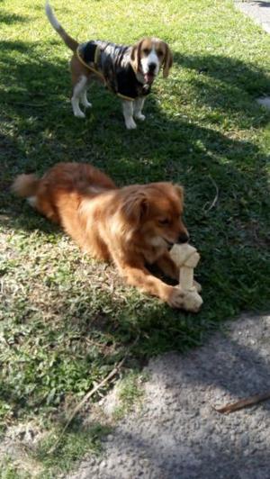 Hospedaje y guardería canina