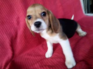 Vendo cachorro beagle hembra tricolor