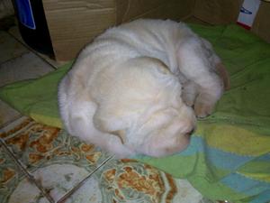 Vendo hermoso shar pei color crema escucho ofertas