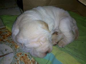 Vendo hermoso shar pei macho escucho ofertas