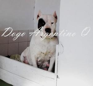 Cachorros Dogo Argentino Excelente Genetica papeles de