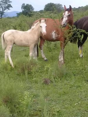 YEGUA CRIOLLA PURA NO INSCRIPTA OVERA MANZA CON POTRILLO