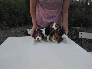 Beagle machos con pedigree 