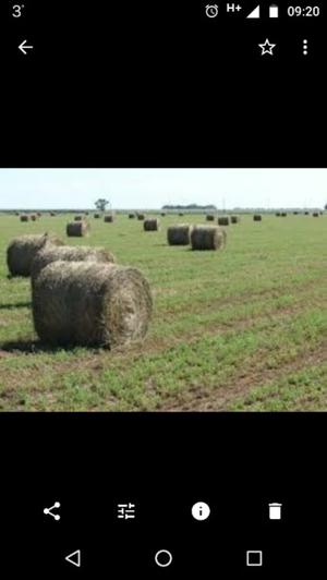 Fardos rollos de alfalfa
