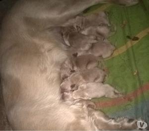 Golden retriever cachorros